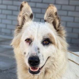 Hope – geb. ca. 03/2024