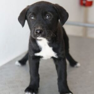 Jula – geb. ca. 12/2025 – reserviert