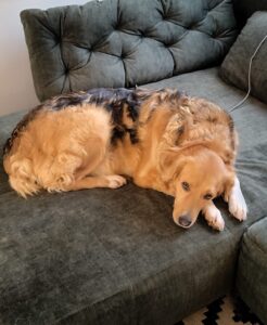 Kara – geb. ca. 12/2015 – 53913 Swisttal