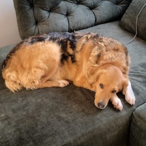 Kara – geb. ca. 12/2015 – 53913 Swisttal