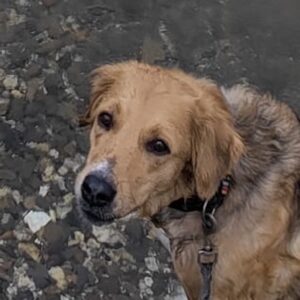 Kara – geb. ca. 12/2015 – 53913 Swisttal