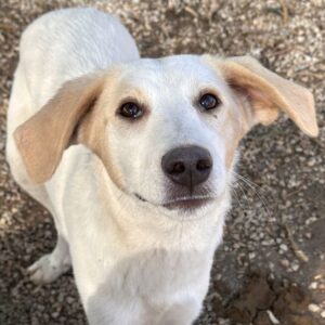Katy – geb. ca. 11/2025