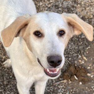 Katy – geb. ca. 11/2025