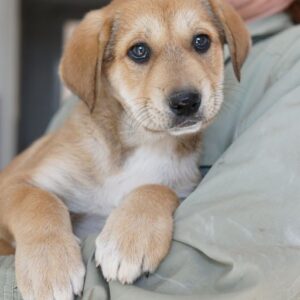 Krissy – geb. ca. 12/2025 – reserviert