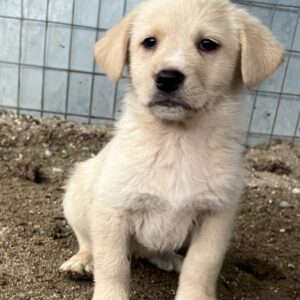 Ljón – geb. ca. 11/2025