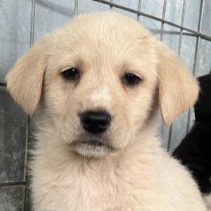 Ljón – geb. ca. 11/2025