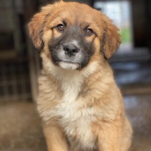 Mats – geb. ca. 12/2025 – reserviert