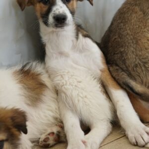 Micha – geb. ca. 12/2025