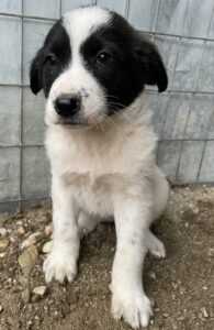 Nova – geb. ca. 11/2025