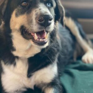 Rafiki – geb. ca. 12/2022