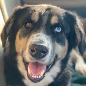 Rafiki – geb. ca. 12/2022