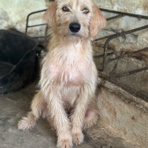 Schnitzel – geb. ca. 05/2025
