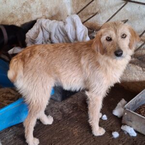 Schnitzel – geb. ca. 05/2025