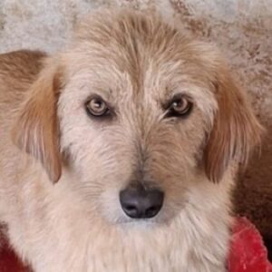 Schnitzel – geb. ca. 05/2025