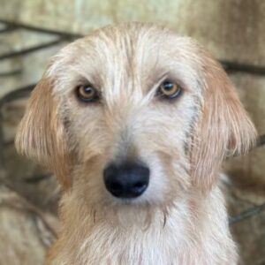 Schnitzel – geb. ca. 05/2025
