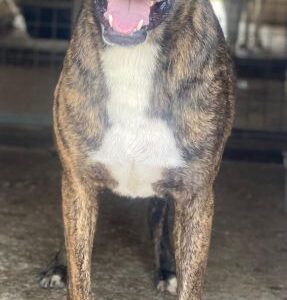 Sisko – geb. ca. 01/2021