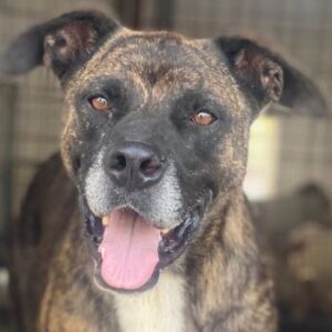 Sisko – geb. ca. 01/2021