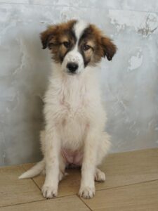 Vera – geb. ca. 12/2025