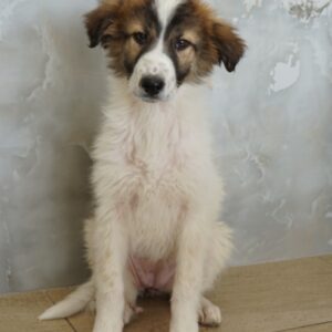 Vera – geb. ca. 12/2025