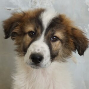 Vera – geb. ca. 12/2025