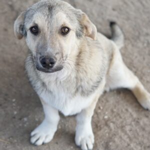 Wursti – geb. ca. 09/2025