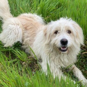 Wuschel – geb. ca. 09/2024