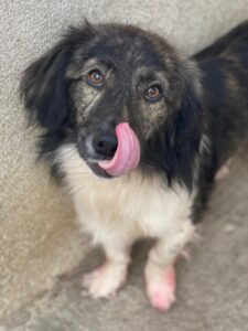 Achilles – geb. ca. 04/2025