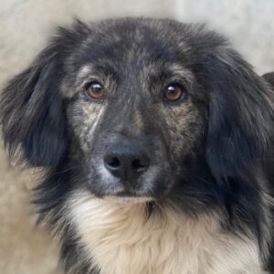 Achilles – geb. ca. 04/2025