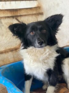 Aeris – geb. ca. 11/2024