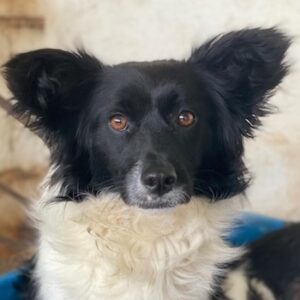 Aeris – geb. ca. 11/2024