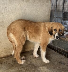 Blümchen – geb. ca. 08/2024