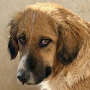 Blümchen – geb. ca. 08/2024