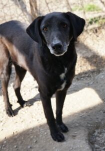 Chelion – geb. ca. 11/2018