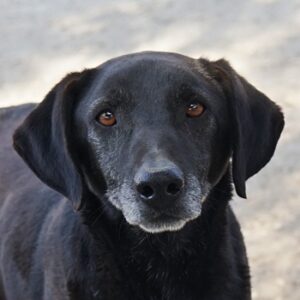 Chelion – geb. ca. 11/2018