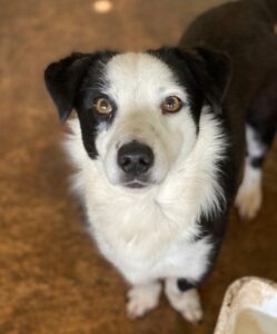 Coby – geb. ca. 04/2023