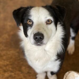 Coby – geb. ca. 04/2023