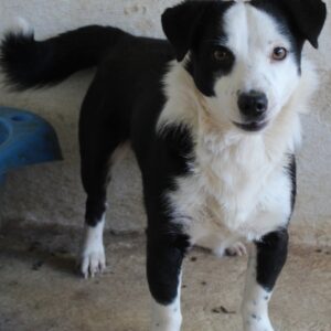 Coby – geb. ca. 04/2023
