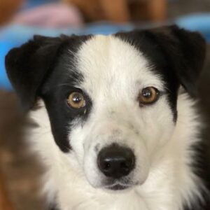 Coby – geb. ca. 04/2023