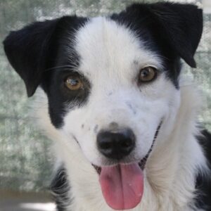 Coby – geb. ca. 04/2023