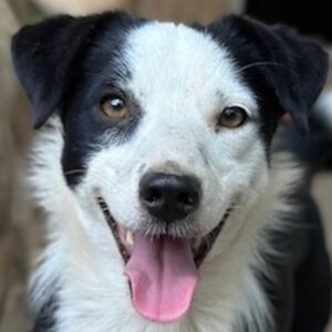 Coby – geb. ca. 04/2023
