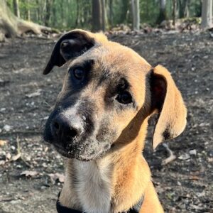 Dickie – geb. ca. 11/2025 – 46236 Bottrop