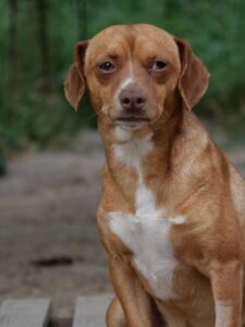 Ed – geb. ca. 09/2022