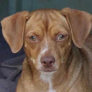 Ed – geb. ca. 09/2022