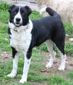 Eddy – geb. ca. 01/2018