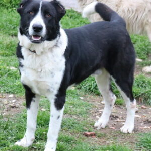 Eddy – geb. ca. 01/2018