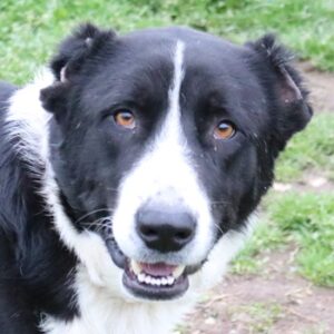 Eddy – geb. ca. 01/2018