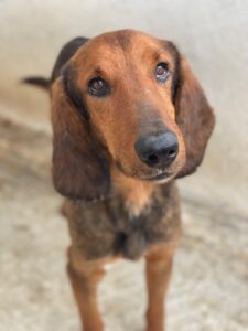 Elio – geb. ca. 03/2024