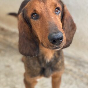 Elio – geb. ca. 03/2024