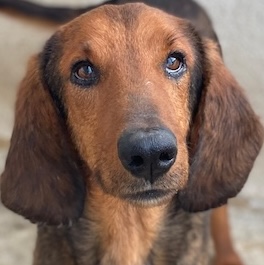 Elio – geb. ca. 03/2024