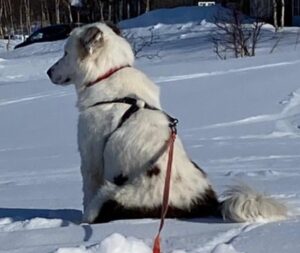 Honey – geb. ca. 05/2021 – 19306 Neustadt-Glewe